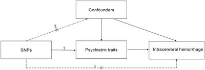 Psychiatric traits and intracerebral hemorrhage: A Mendelian randomization study